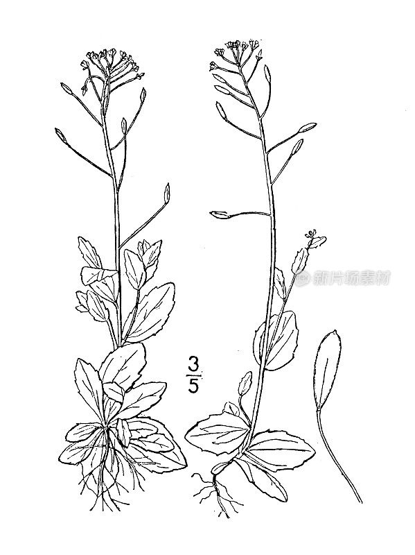 古植物学植物插图:Draba nemorosa, Wood Whitlow grass